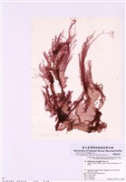 藏品(脆紅網藻)的圖片